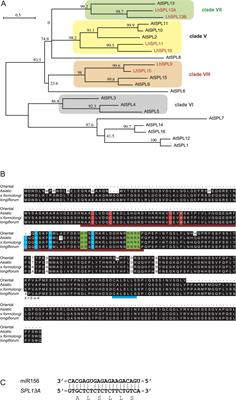 Overexpression of lily MicroRNA156-resistant SPL13A stimulates stem elongation and flowering in Lilium formosanum under non-inductive (non-chilling) conditions